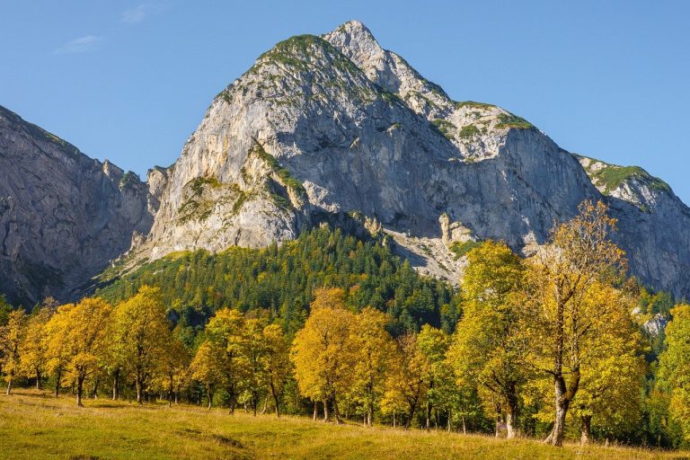 découvrez l'importance des arbres pour notre planète, leur rôle dans l'écosystème, et comment nous pouvons les protéger et les apprécier dans notre vie quotidienne.
