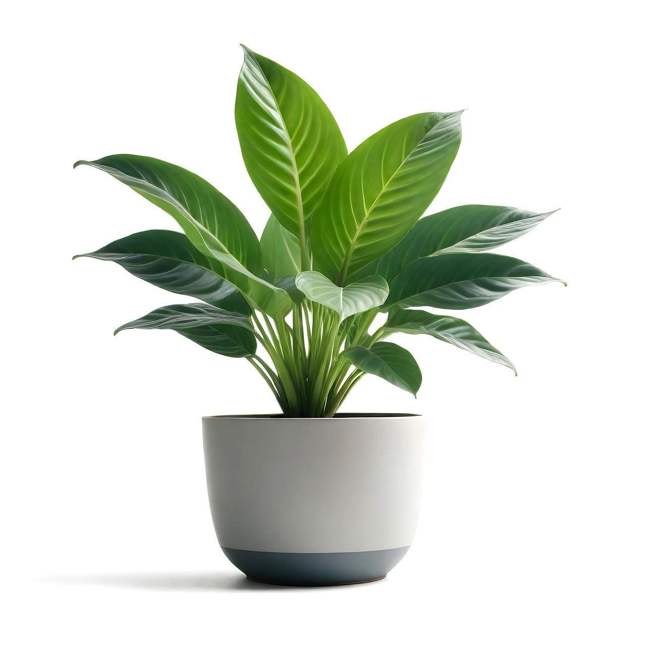 d&eacute;couvrez les meilleures plantes d'int&eacute;rieur pour embellir votre espace de vie. apprenez &agrave; choisir, entretenir et profiter des bienfaits des plantes, tout en apportant une touche de verdure &agrave; votre int&eacute;rieur.