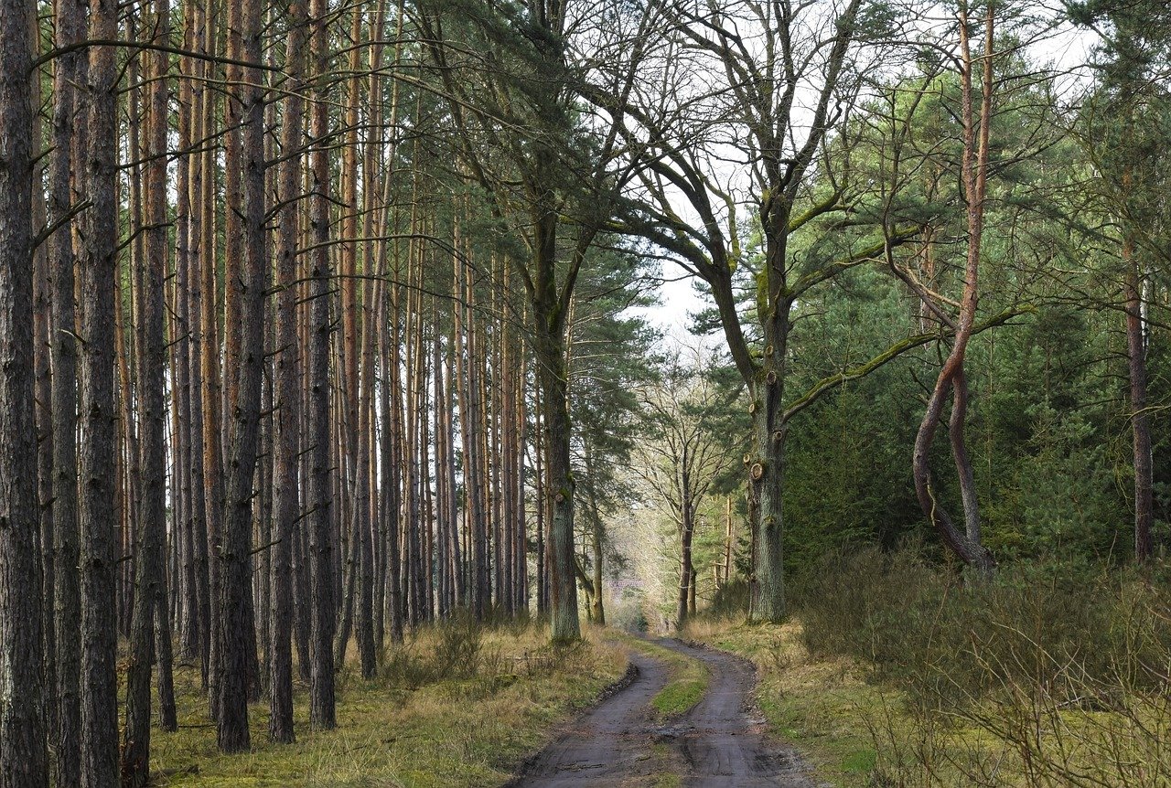 d&eacute;couvrez l'univers fascinant des arbres : leur importance pour l'&eacute;cosyst&egrave;me, la biodiversit&eacute; qu'ils abritent et les bienfaits qu'ils procurent &agrave; l'environnement et &agrave; l'humanit&eacute;.